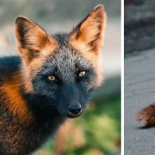 Cómo un fotógrafo canadiense se hizo amigo de un zorro