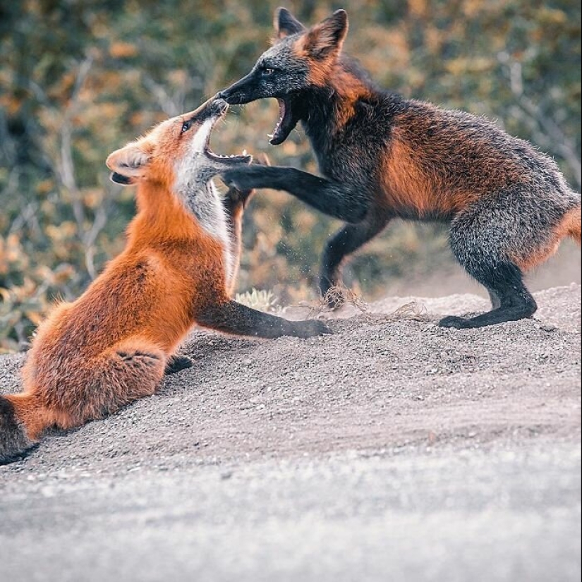 Cómo un fotógrafo canadiense se hizo amigo de un zorro