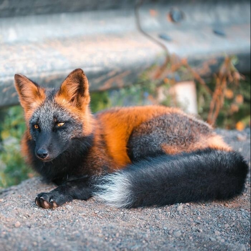 Cómo un fotógrafo canadiense se hizo amigo de un zorro