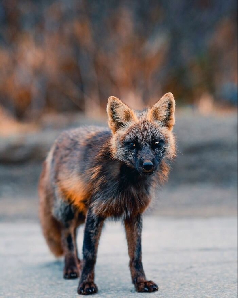 Cómo un fotógrafo canadiense se hizo amigo de un zorro