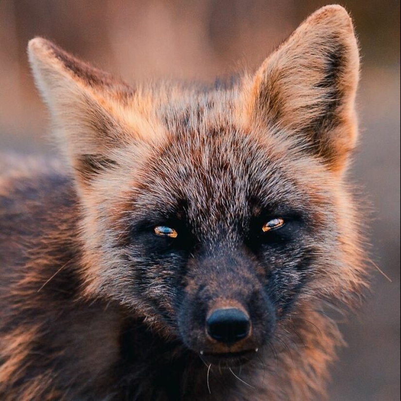 Cómo un fotógrafo canadiense se hizo amigo de un zorro