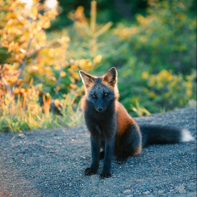 Cómo un fotógrafo canadiense se hizo amigo de un zorro