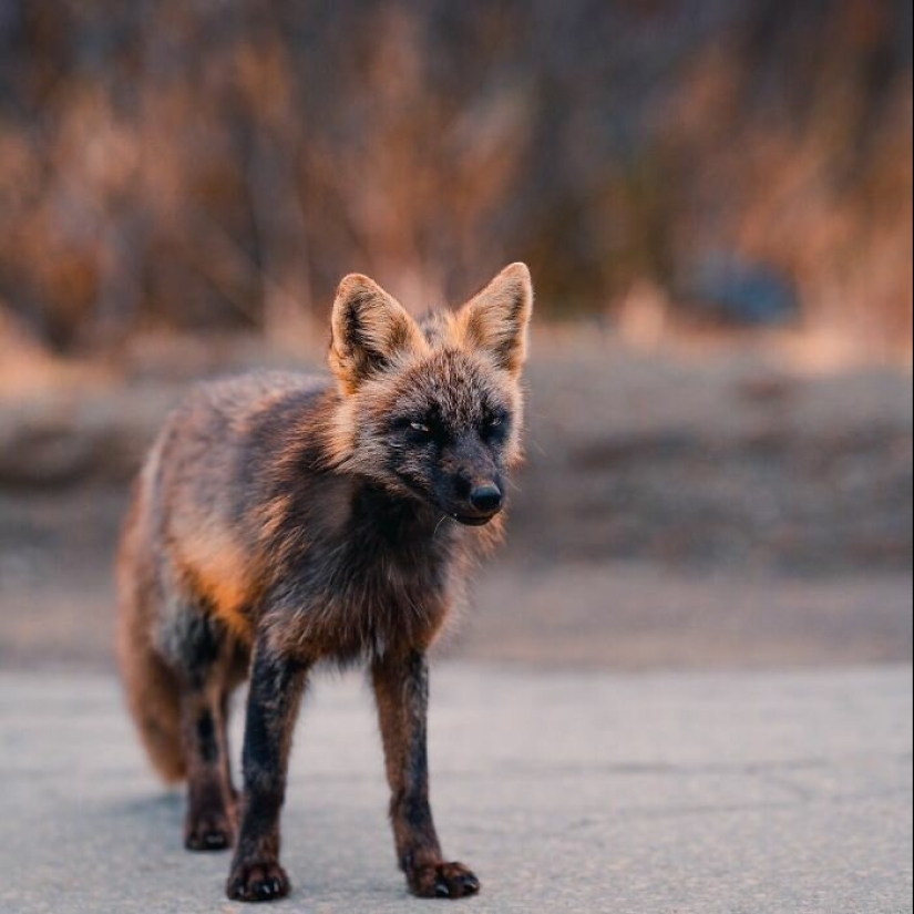 Cómo un fotógrafo canadiense se hizo amigo de un zorro