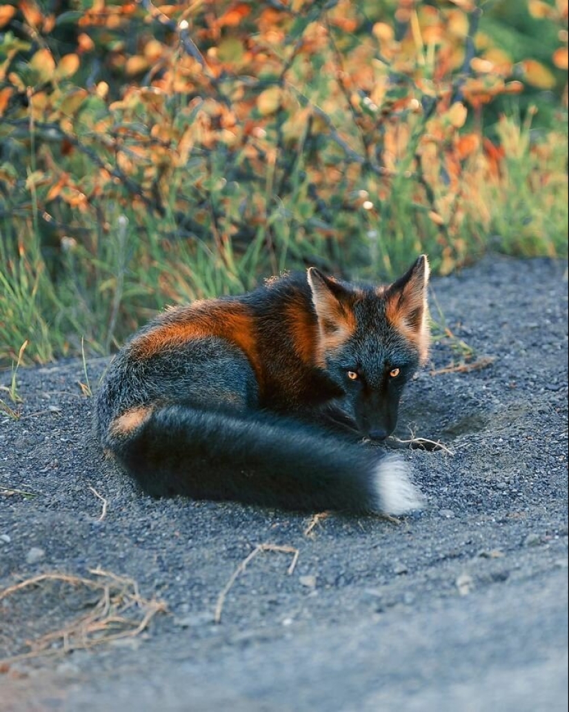 Cómo un fotógrafo canadiense se hizo amigo de un zorro