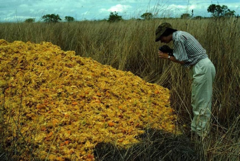 Cómo un montón de cáscaras de naranja cambió el ecosistema en América Central