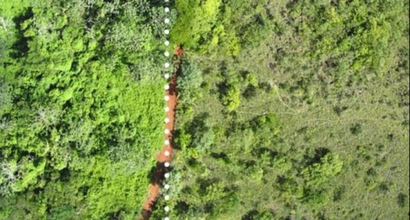 Cómo un montón de cáscaras de naranja cambió el ecosistema en América Central