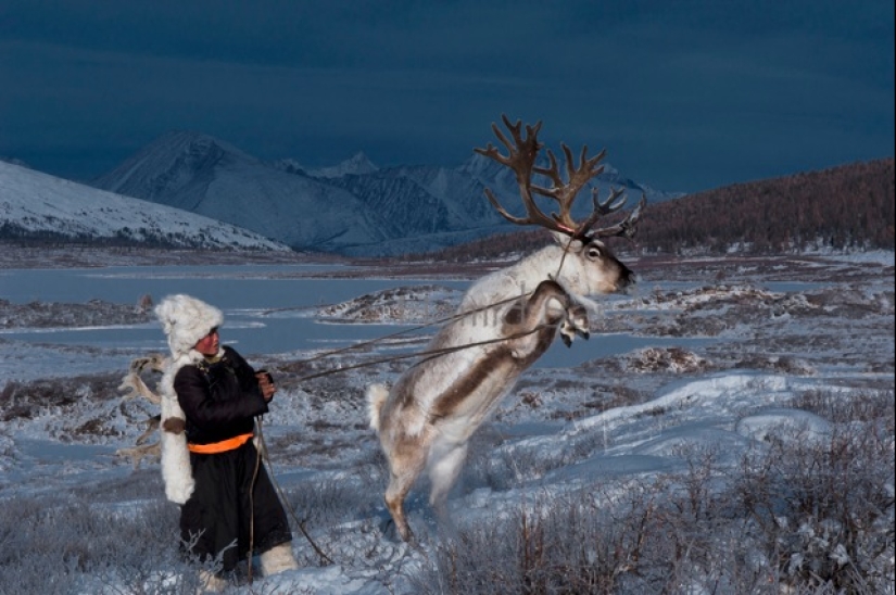 Cómo vive la tribu de pastores de renos de Mongolia, en peligro de extinción