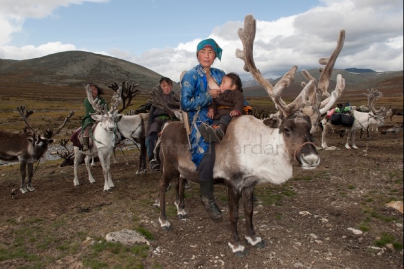 Cómo vive la tribu de pastores de renos de Mongolia, en peligro de extinción