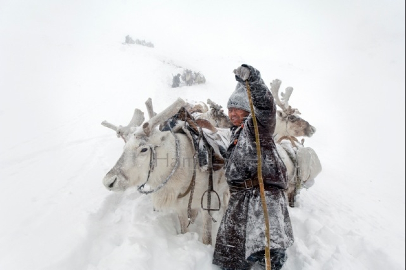 Cómo vive la tribu de pastores de renos de Mongolia, en peligro de extinción