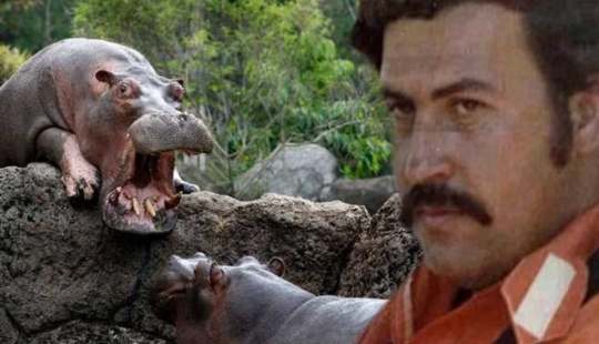 Cocaine hippos of Colombia, or Environmental sabotage Escobar