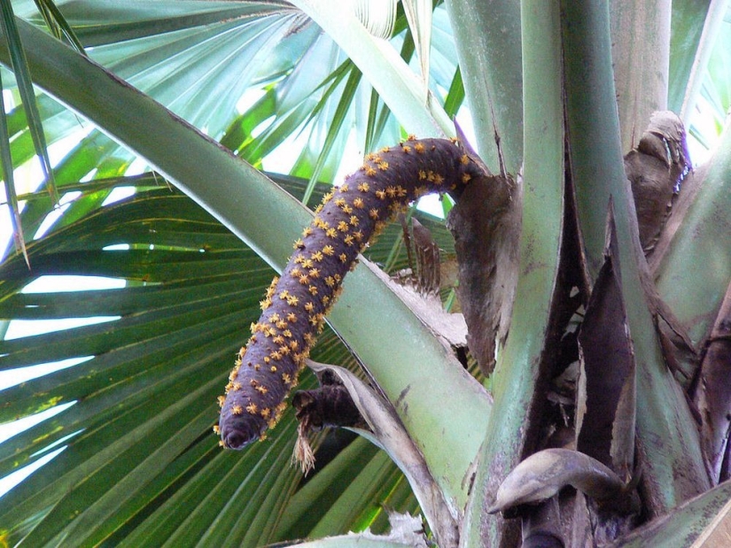 Coco de mer: una palmera picante que te hace sonrojar