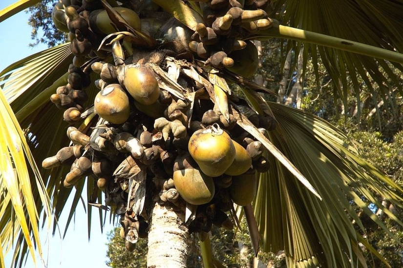 Coco de mer: una palmera picante que te hace sonrojar