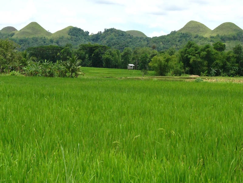 Colinas de Chocolate de la isla de Bohol