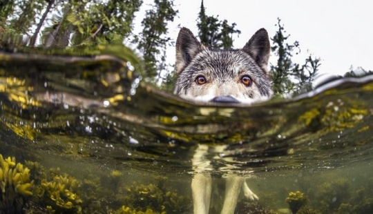 Conoce a los raros lobos marinos que viven cerca del océano y nadan en él durante horas