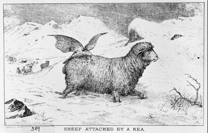 Conoce al loro de montaña depredador kea de Nueva Zelanda, una tormenta de ovejas y turistas
