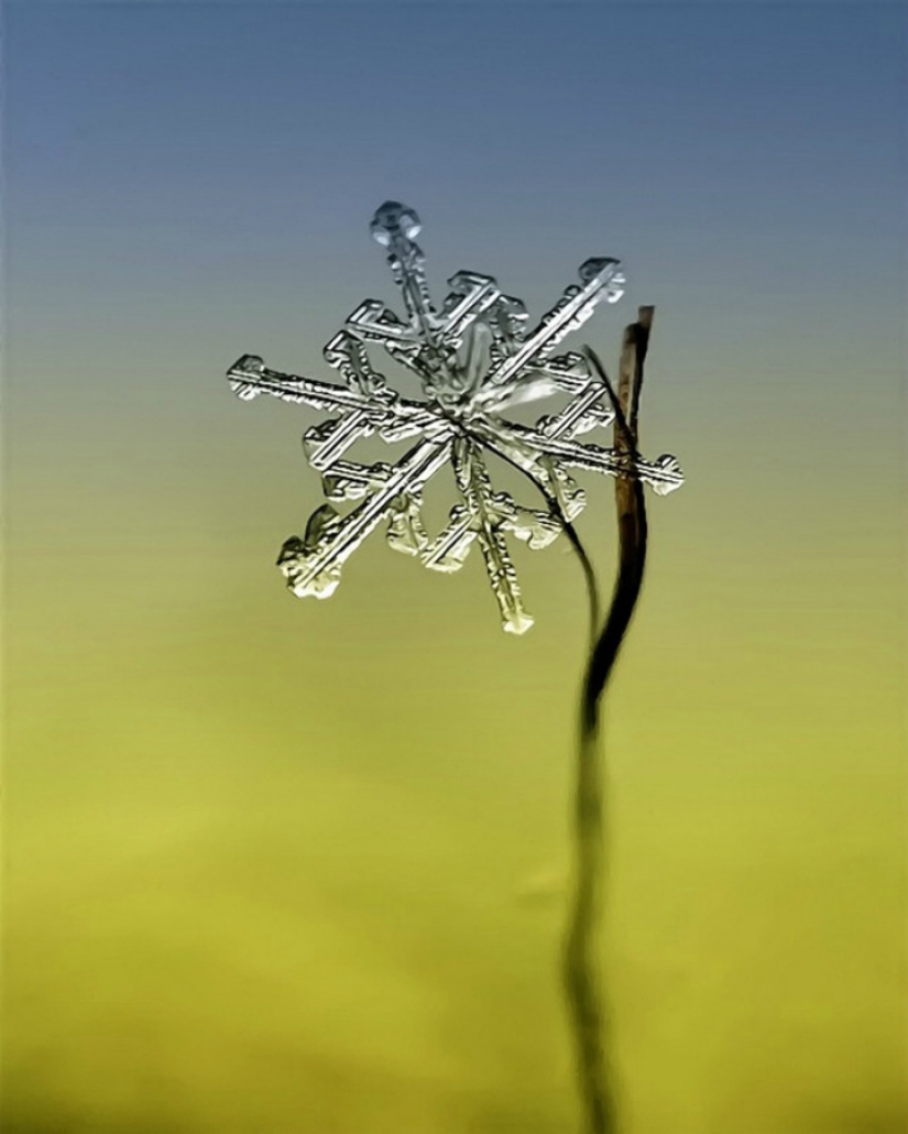 Copos de nieve del fotógrafo Andrey Osokin