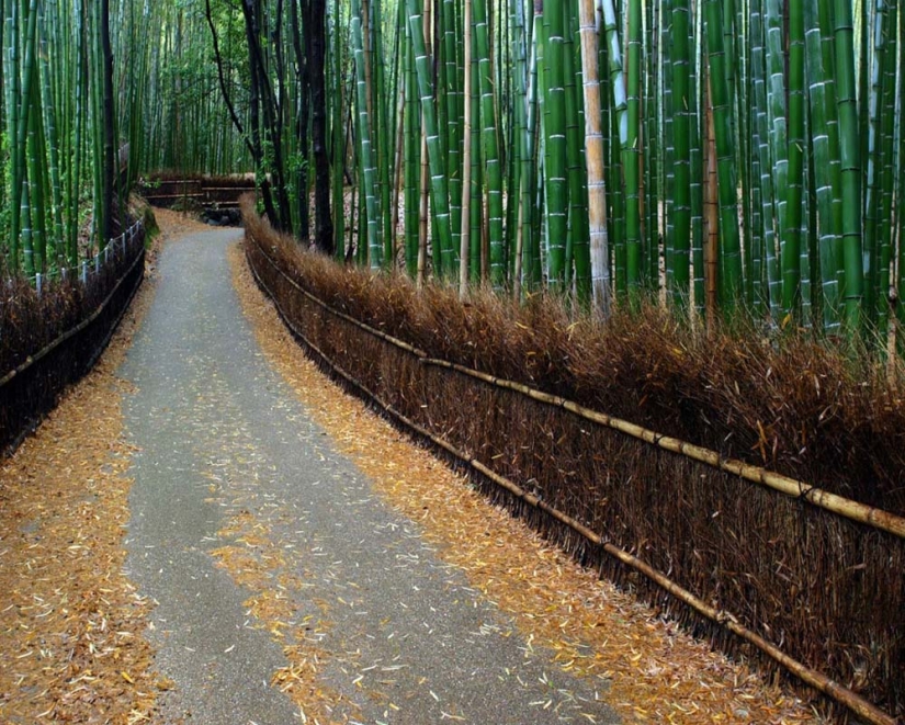 Corredor de bambú al pie de la montaña en Kioto