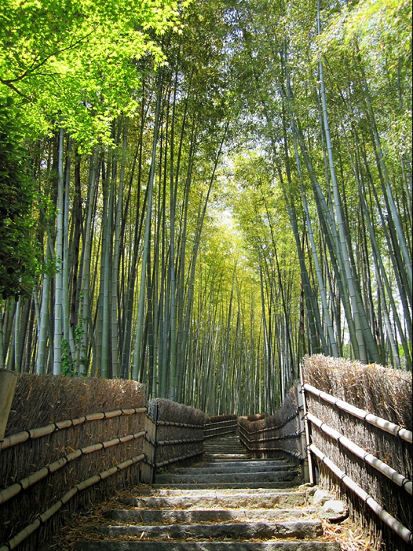 Corredor de bambú al pie de la montaña en Kioto