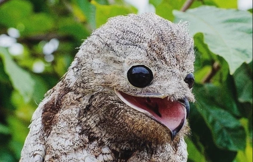 Cover face: Venezuelan bird sweat making eyes better than stars