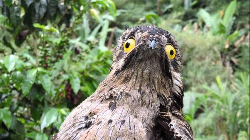 Cover face: Venezuelan bird sweat making eyes better than stars