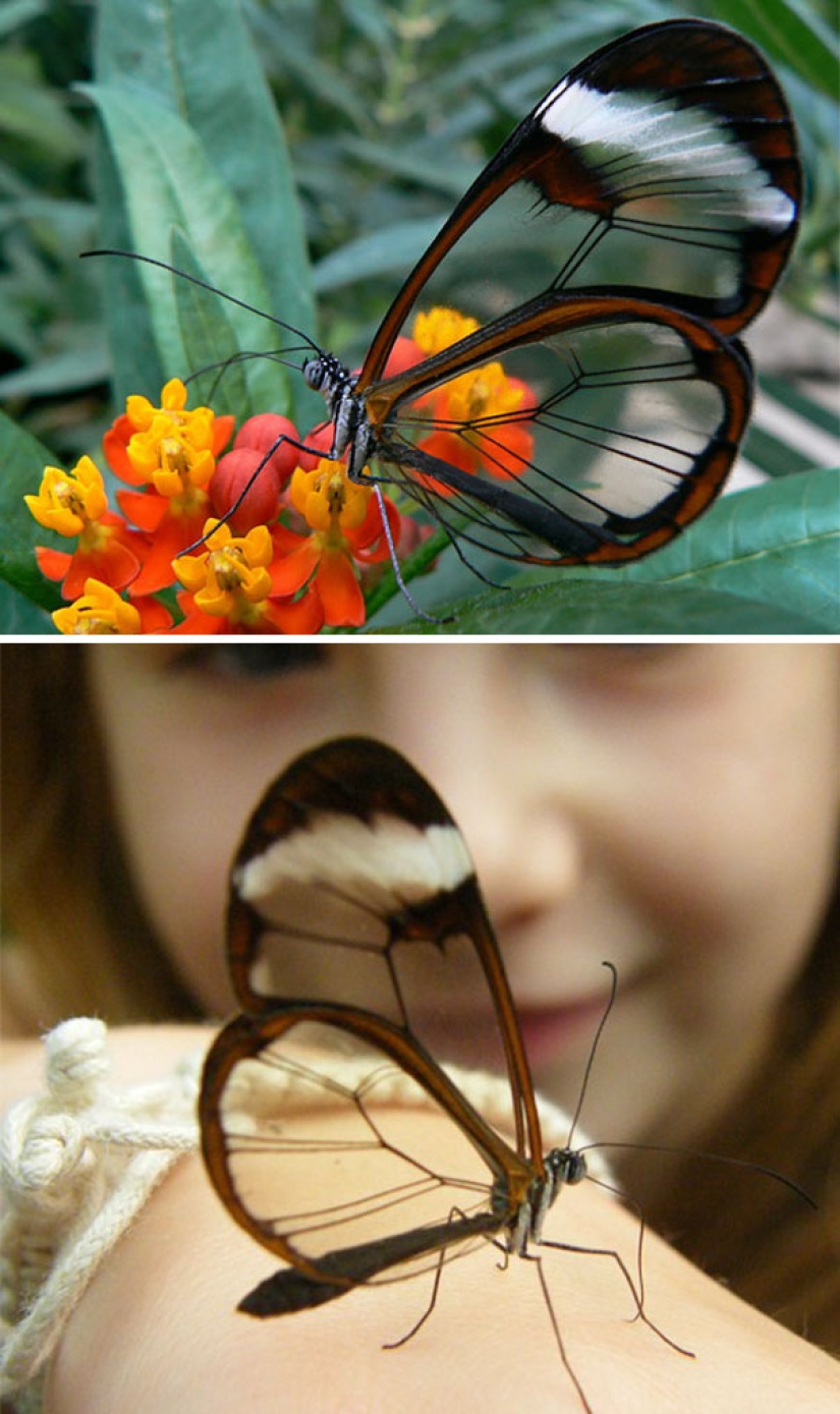 Criaturas fantásticas: Animales transparentes cuya existencia es difícil de creer