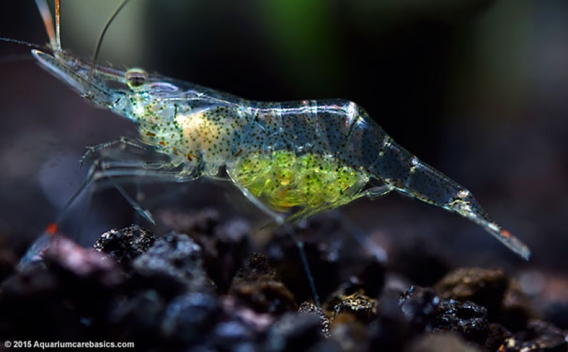 Criaturas fantásticas: Animales transparentes cuya existencia es difícil de creer