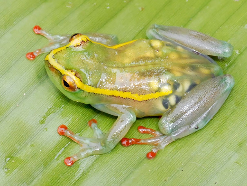 Criaturas fantásticas: Animales transparentes cuya existencia es difícil de creer