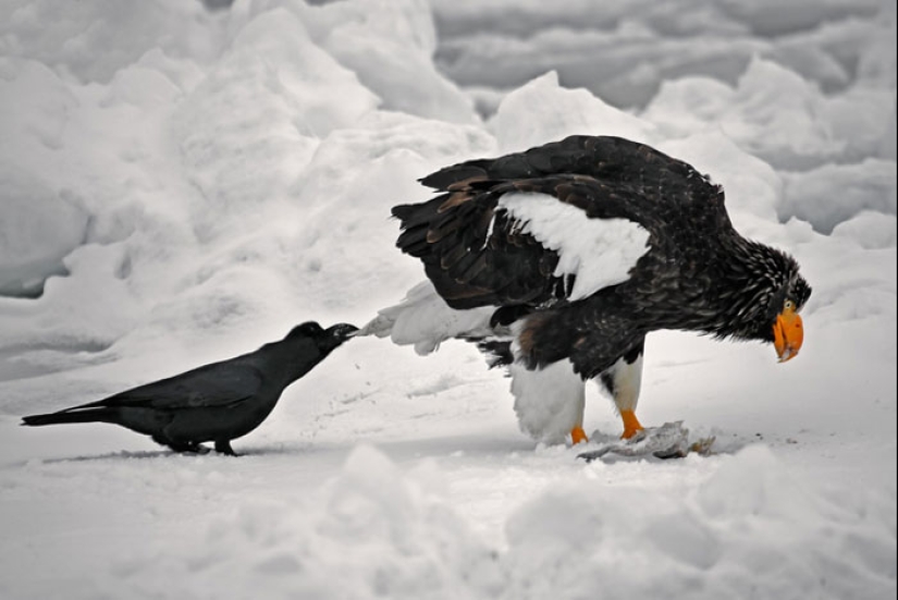 Crows troll other animals by pulling their tails