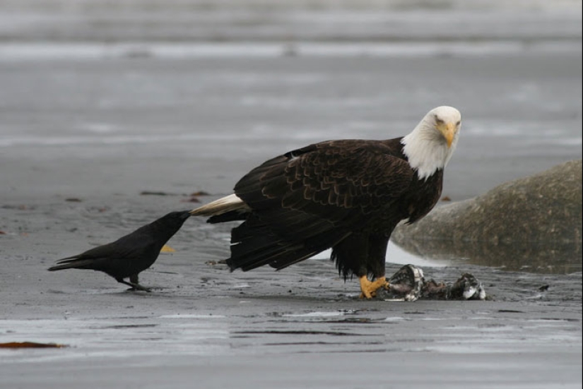 Crows troll other animals by pulling their tails