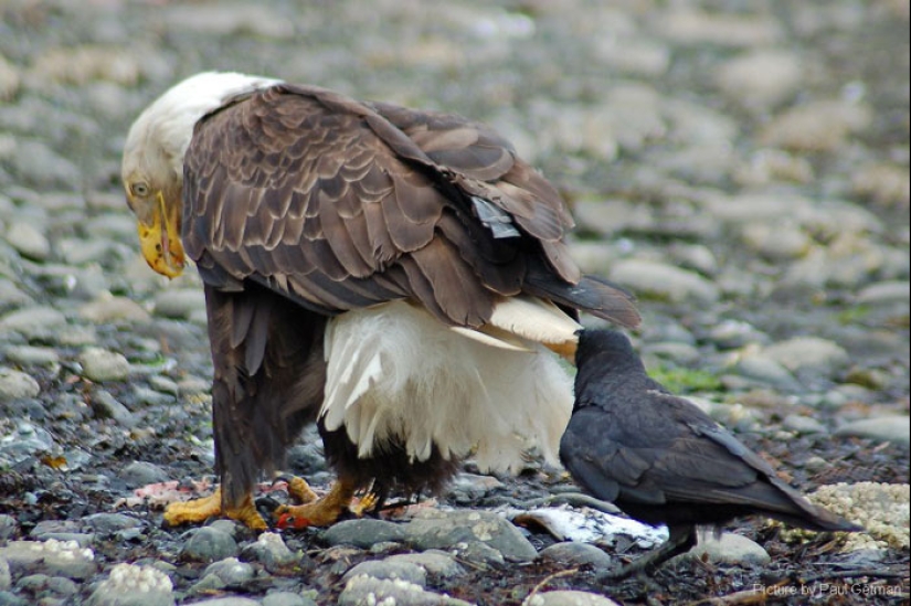 Crows troll other animals by pulling their tails