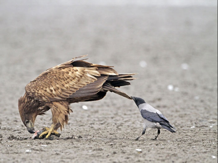 Crows troll other animals by pulling their tails