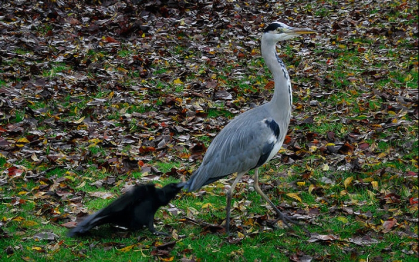 Crows troll other animals by pulling their tails