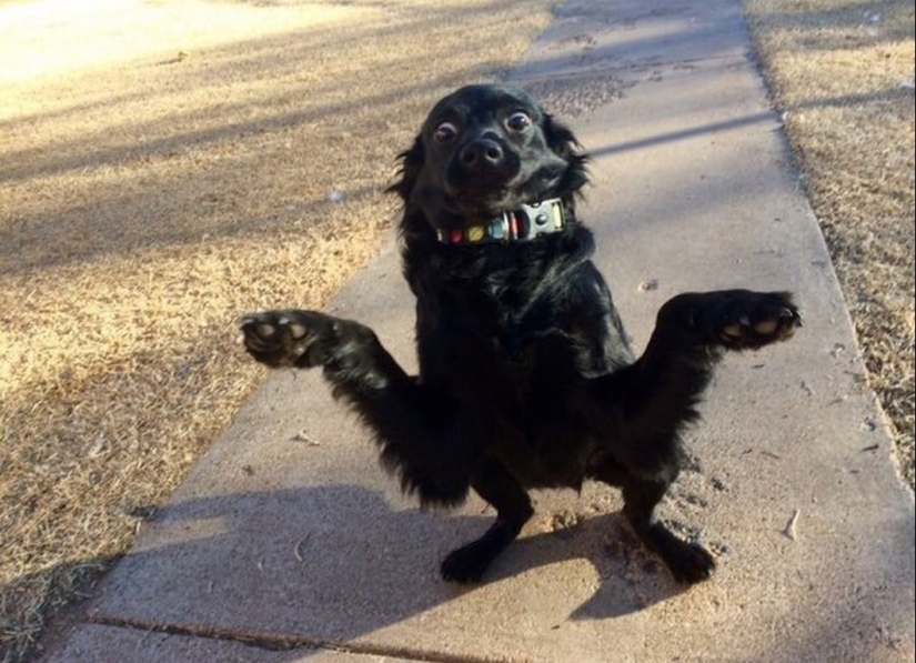 Cuando el programa "perro" falló y colgó: más de 15 fotos divertidas con mascotas