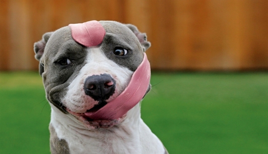 Cuando el programa "perro" falló y colgó: más de 15 fotos divertidas con mascotas
