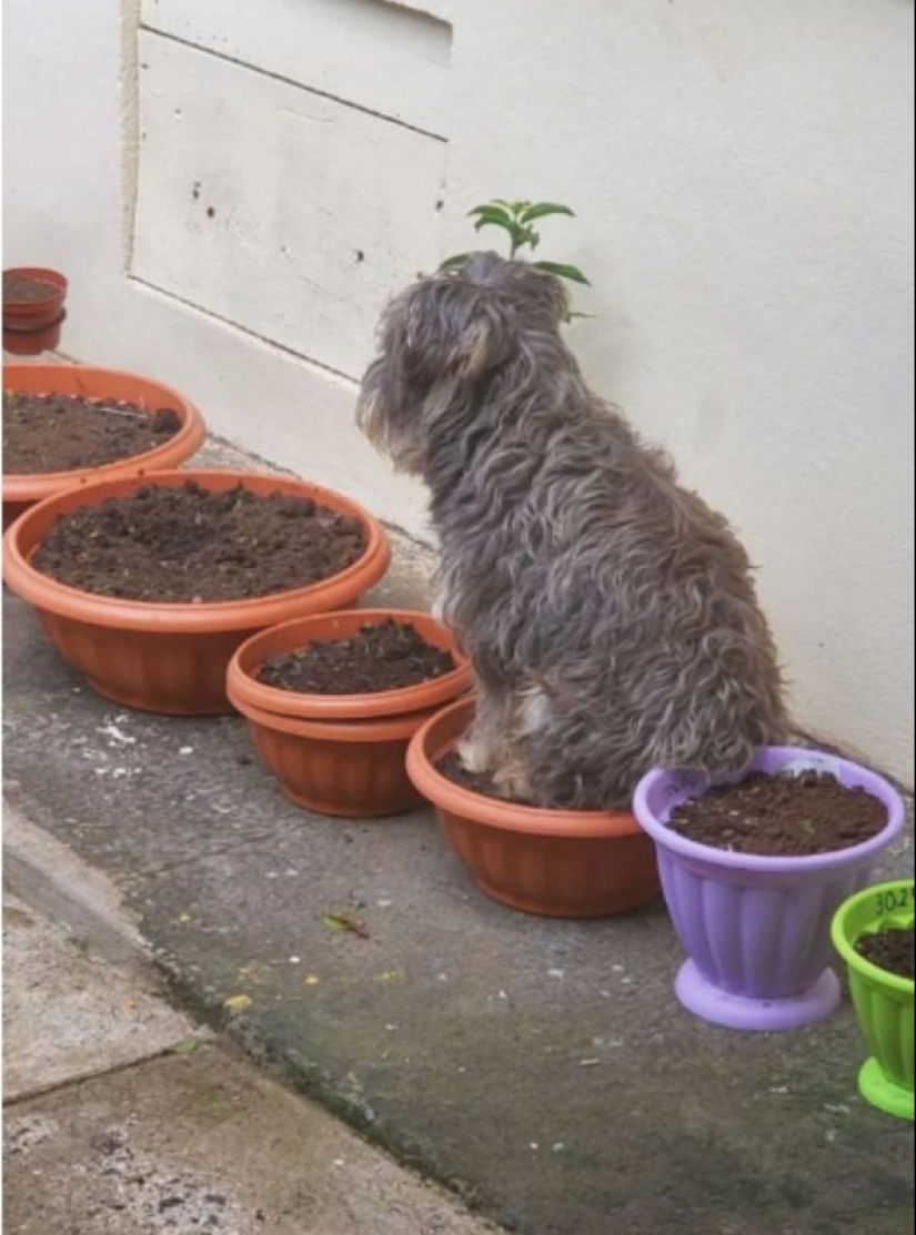 Cuando su mascota es un poco extraño: 15 de fotos y gifs que la exactitud de la risa