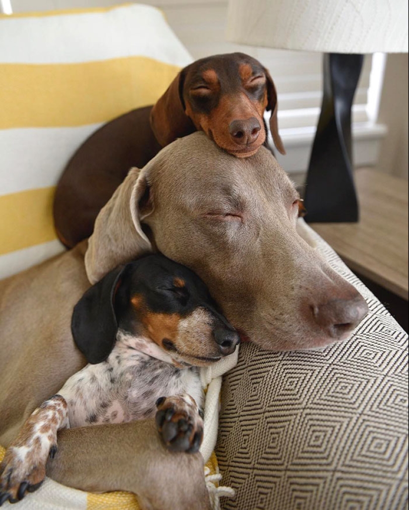 Cuatro patas de la felicidad: lo que la vida es como cuando en la casa más de dos perros