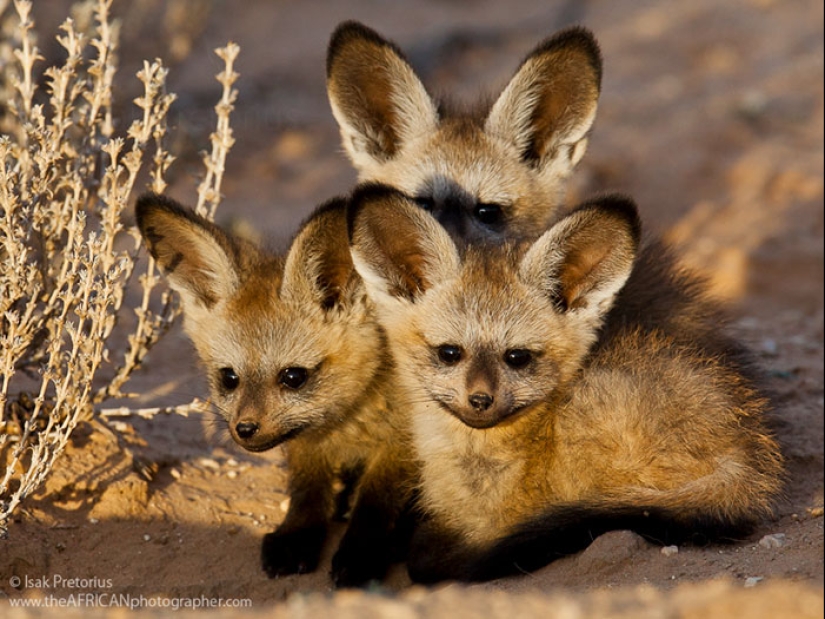 Cubs of rare animals that you have hardly seen