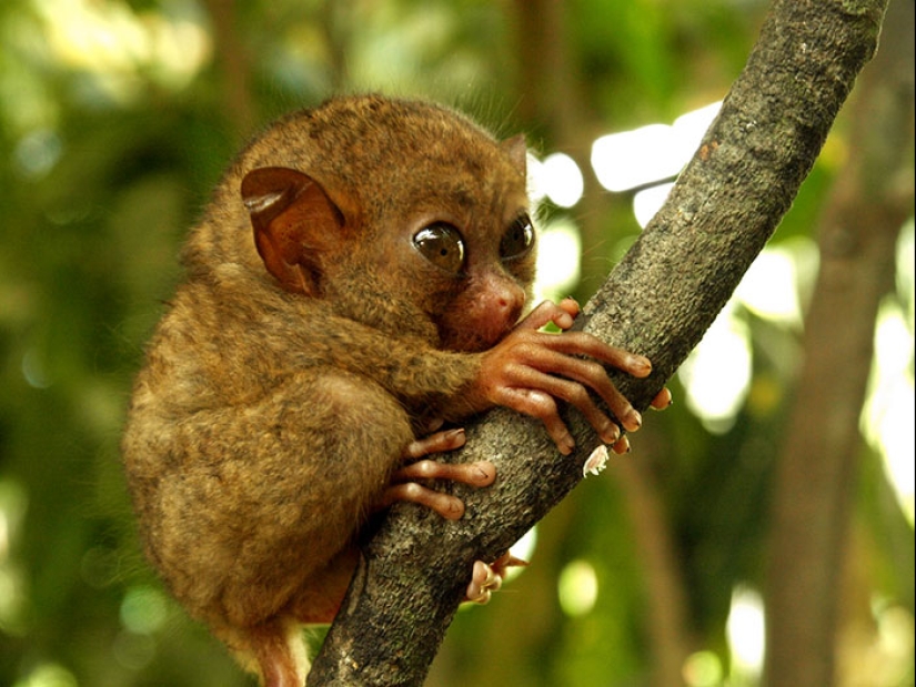 Cubs of rare animals that you have hardly seen