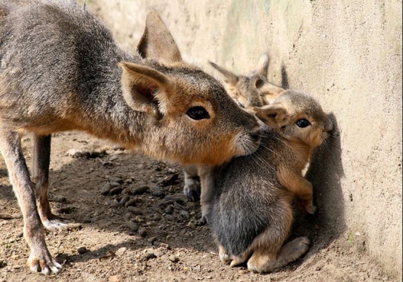 Cubs of rare animals that you have hardly seen