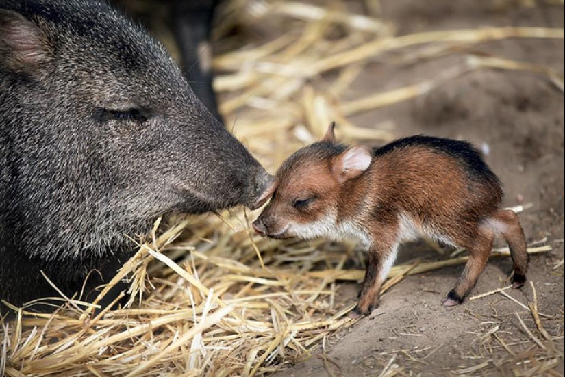 Cubs of rare animals that you have hardly seen