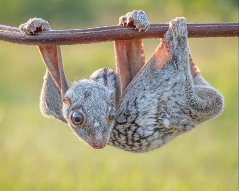 Cubs of rare animals that you have hardly seen