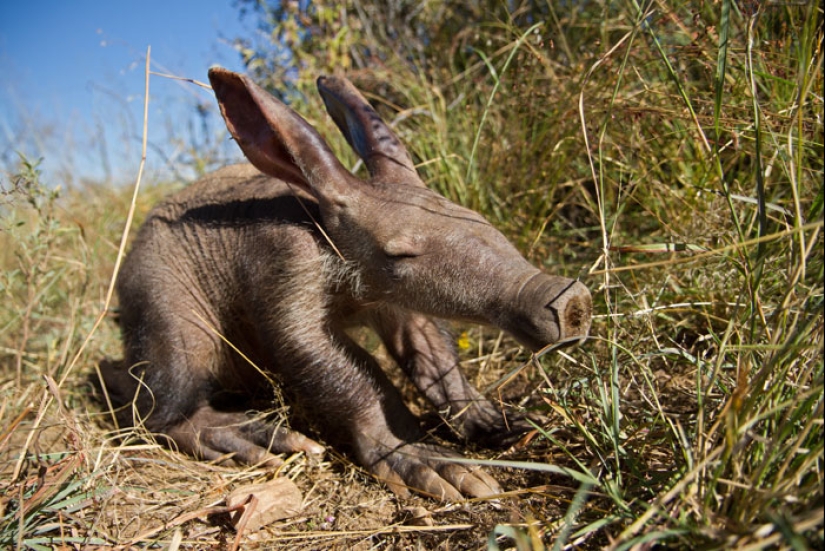 Cubs of rare animals that you have hardly seen