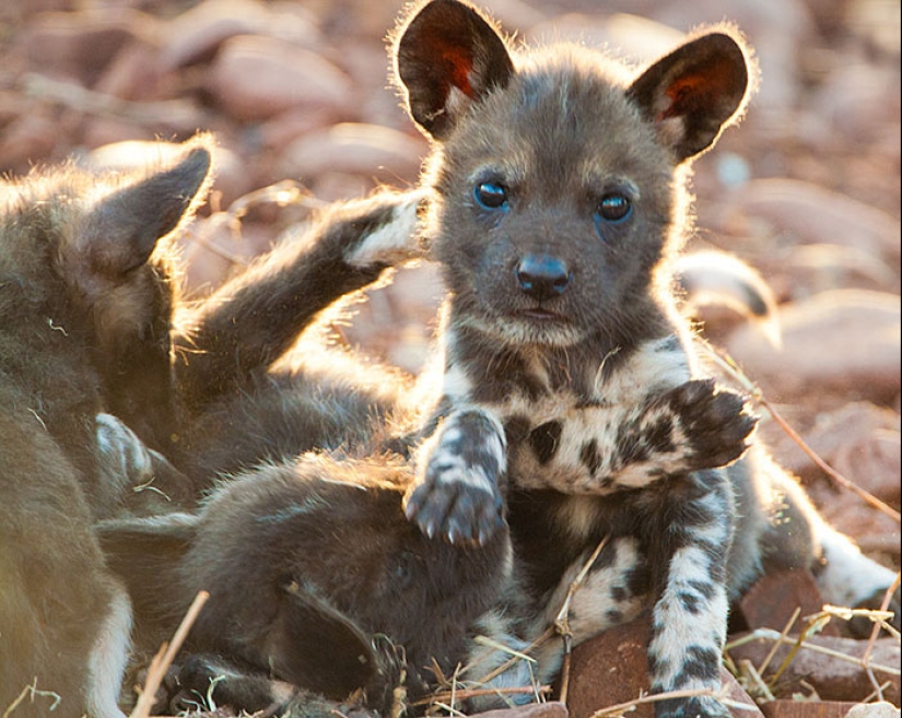 Cubs of rare animals that you have hardly seen