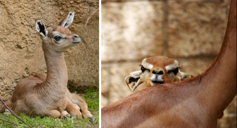 Cubs of rare animals that you have hardly seen