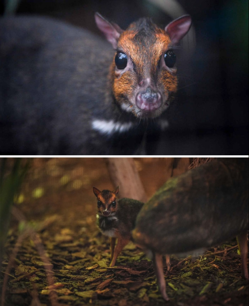 Cubs of rare animals that you have hardly seen