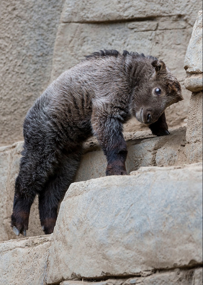 Cubs of rare animals that you have hardly seen