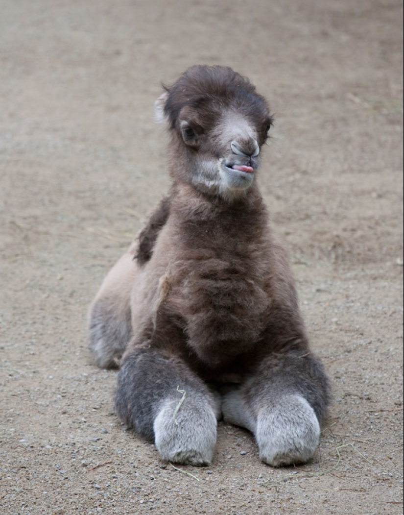 Cubs of rare animals that you have hardly seen