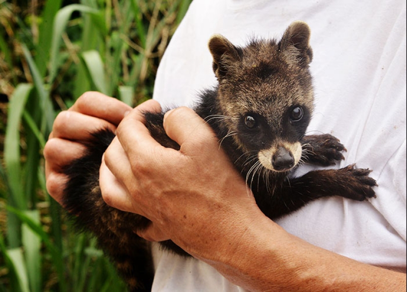 Cubs of rare animals that you have hardly seen