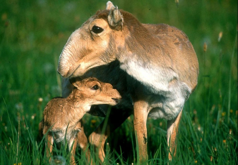 Cubs of rare animals that you have hardly seen