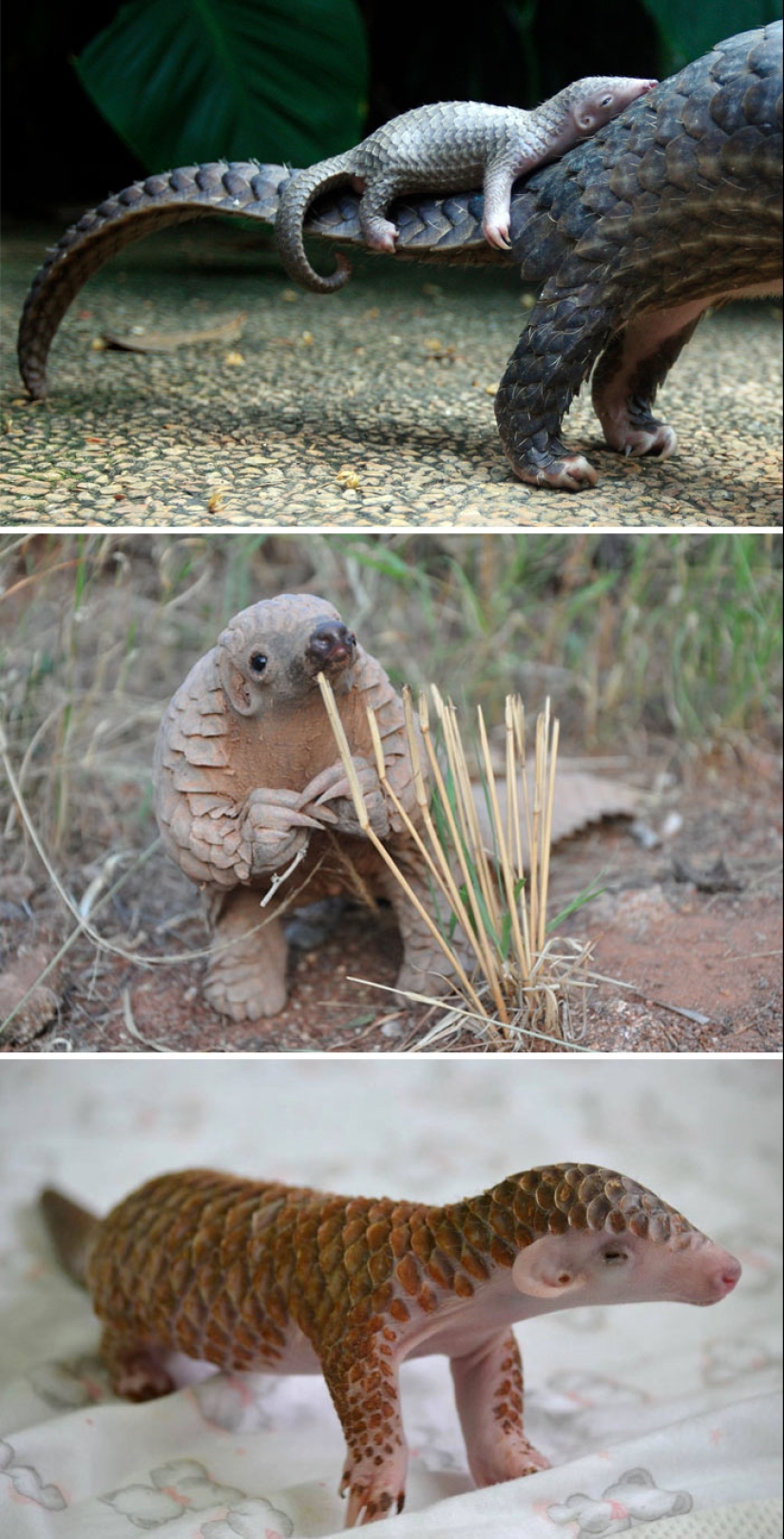 Cubs of rare animals that you have hardly seen